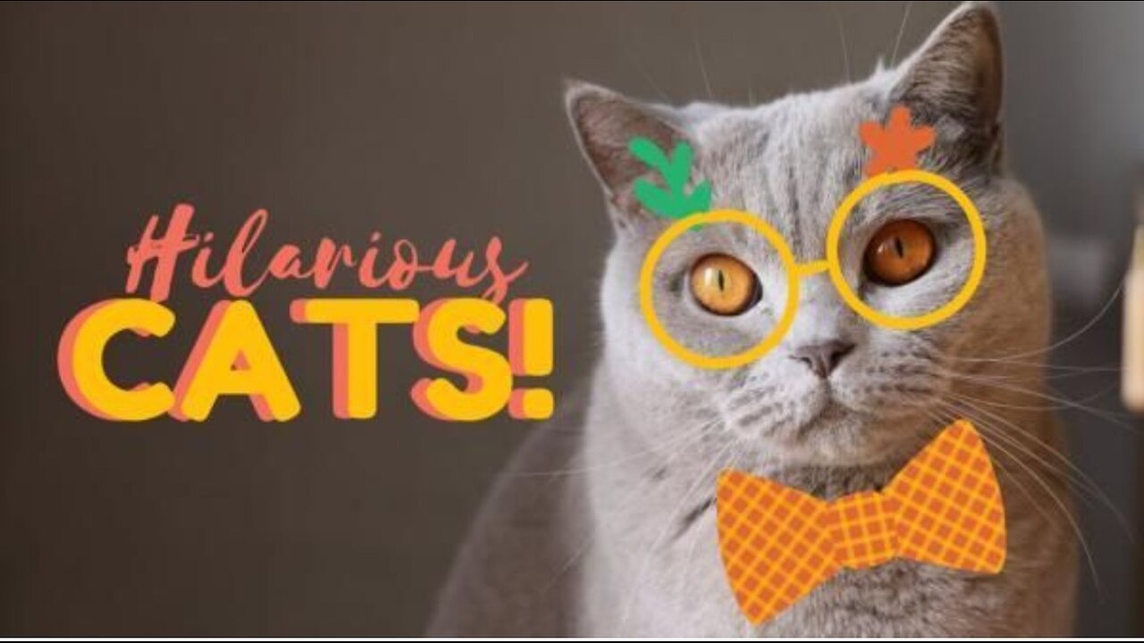 Cute cat video cat lover