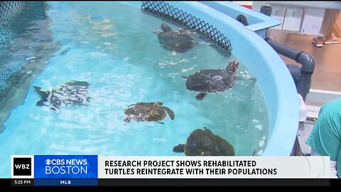 Tracking devices reveal successful sea turtle rehabilitation