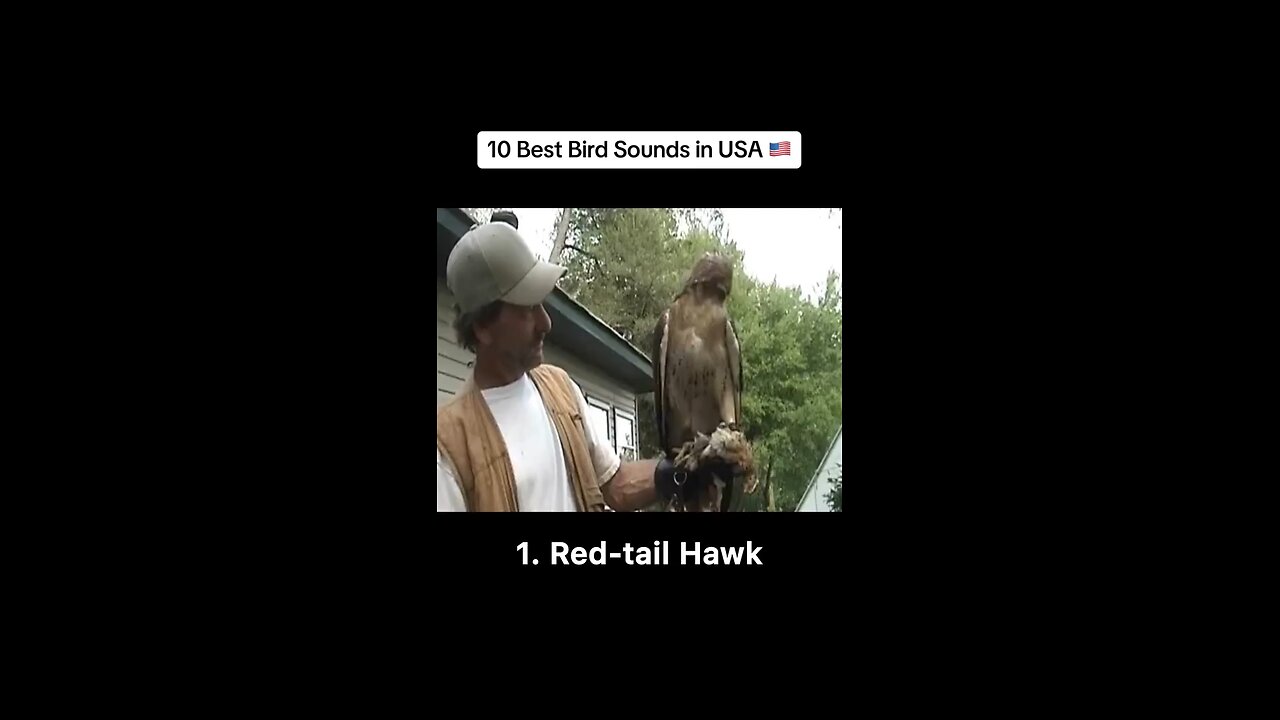 10 best bird sounds in USA #birds #birdsounds #birdsoftiktok #birdwatching