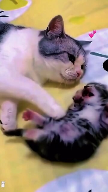 a cat who cares very much about her kittens