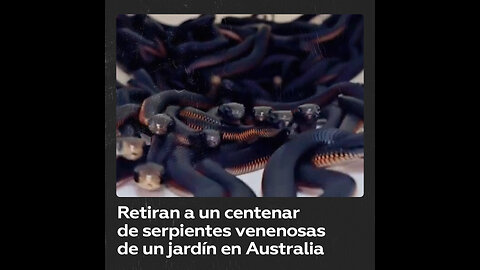 Retiran a un centenar de serpientes venenosas de un patio trasero en Sídney