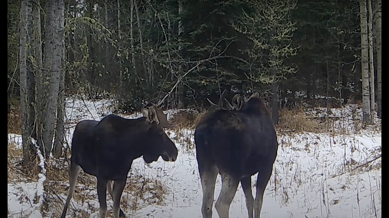 Trail camera's 2024 Dec 18th