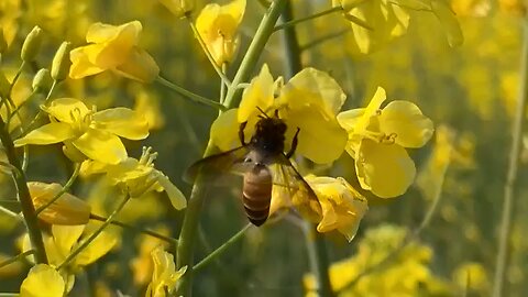 Pakistan beekeepers struggle amid climate change and pollution