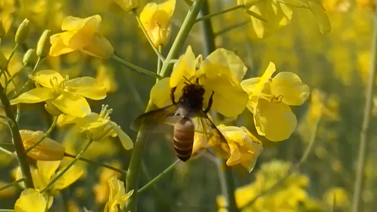 Pakistan beekeepers struggle amid climate change and pollution