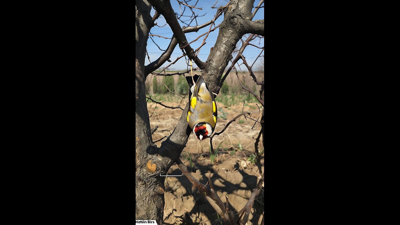catch the bird