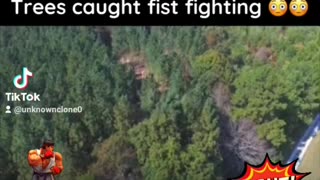 Trees caught fist fighing
