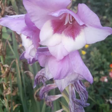 Large Purple Gladiolus