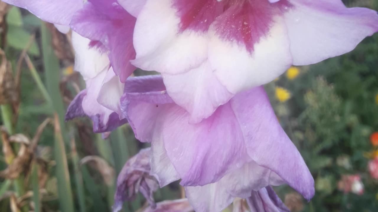 Large Purple Gladiolus