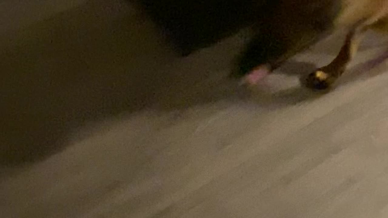 Belgian Malinois feeding
