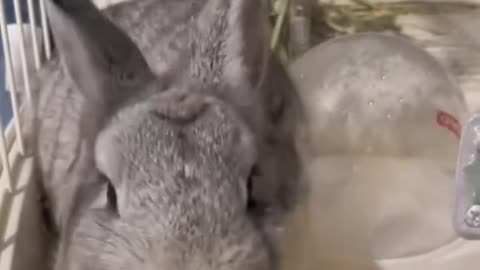 RABBIT FUNNY VIDEO😂