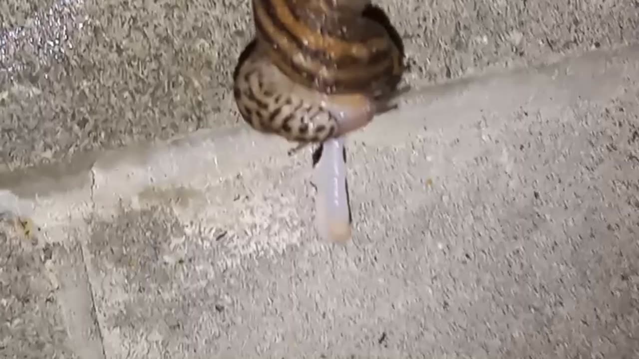 snail love