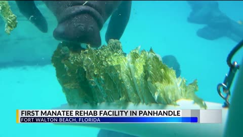 Gulfarium opens Manatee Cove as cold weather threatens Florida’s manatees