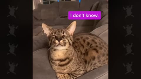 Cat speak english better then human #pet adventure MeoWnMore