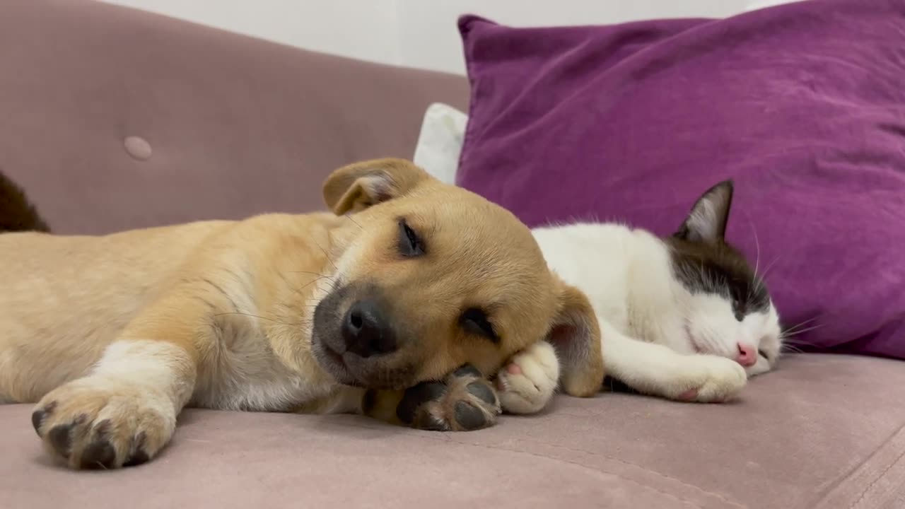 Cute Puppy falls asleep with a Cat for the First Time