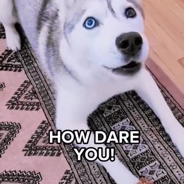 Watch These Smart Dogs Talk Back! You Won't Believe What They Say!