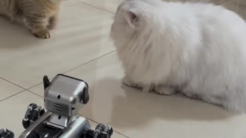 cute cat who is afraid of seeing robot dog