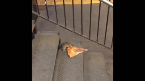 Pizza Rat