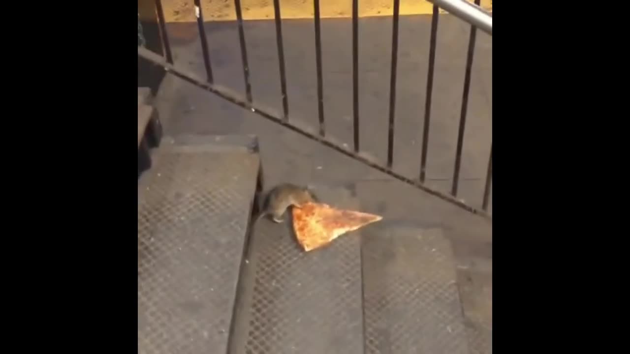 Pizza Rat