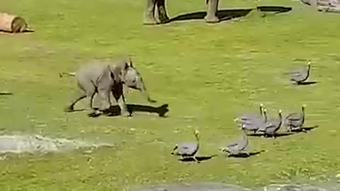 Elephant video