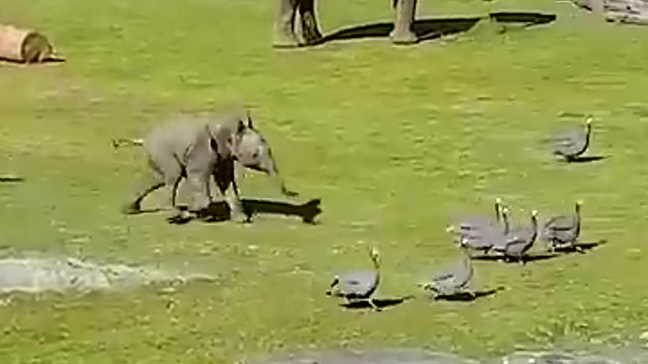 Elephant video