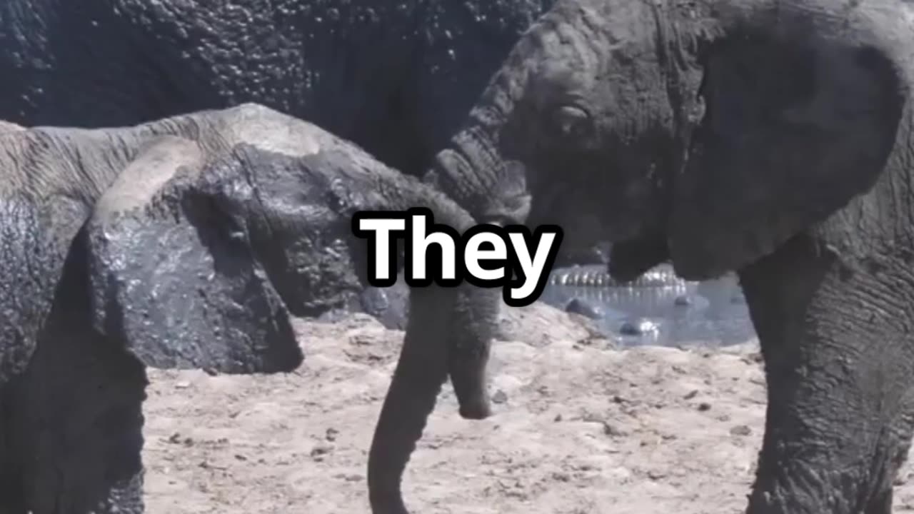 🐘👂 Elephants Can “Hear” With Their Feet! 🐘