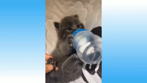 Funny Animals 🐧 - Best Of The 2020 Funny Animal Videos 😁 - Cutest Animals Ever