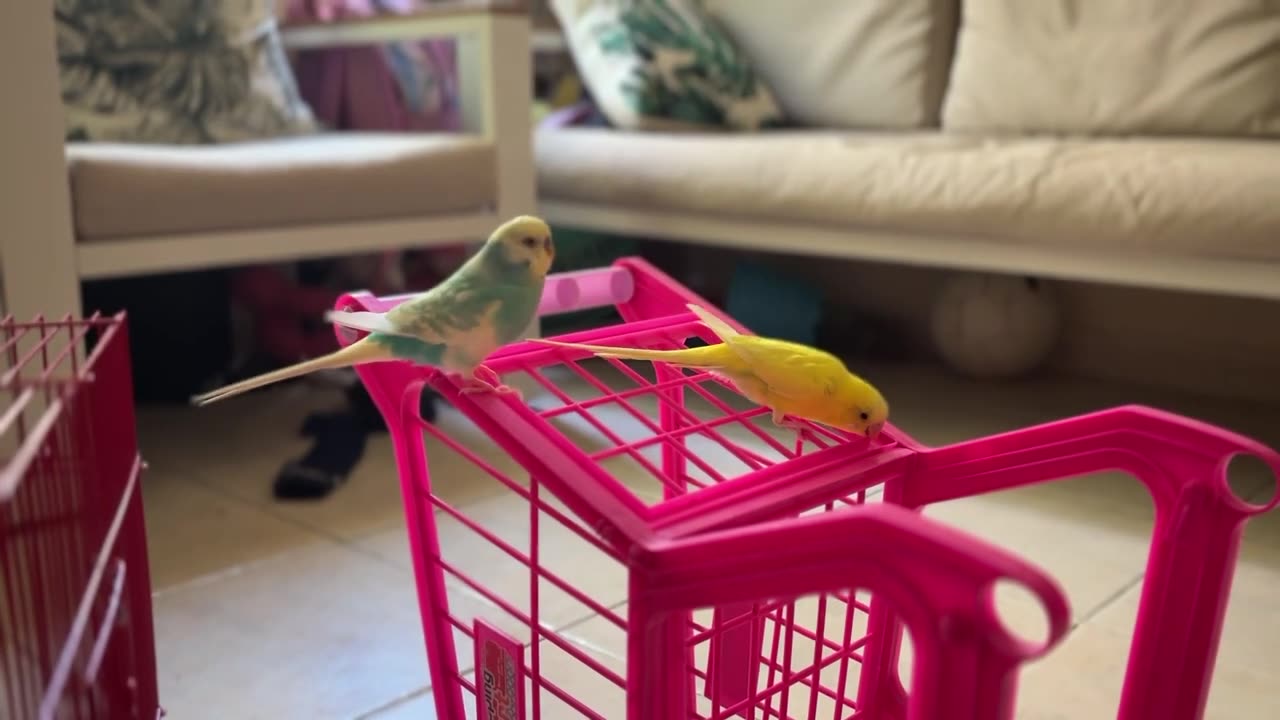 Relaxing Parakeet Chirping Sounds - Perfect for Stress Relief