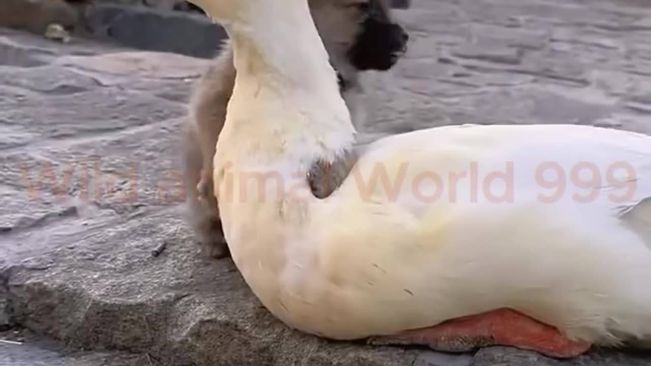 Funny animals video