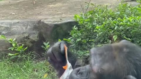 Vietnam zoo (Part 3) - when animals like to eat cake