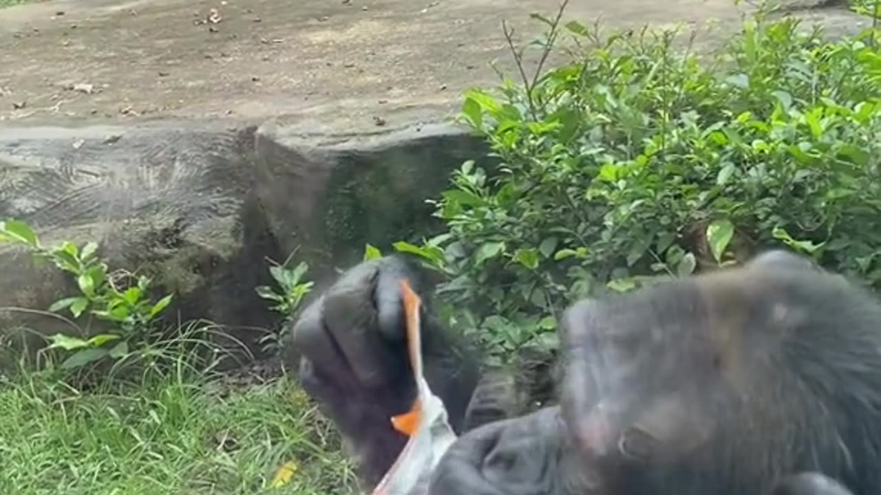 Vietnam zoo (Part 3) - when animals like to eat cake