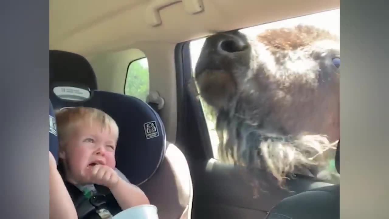 Adorable Babies Meeting Animals in Zoo and Village Funniest Home Videos