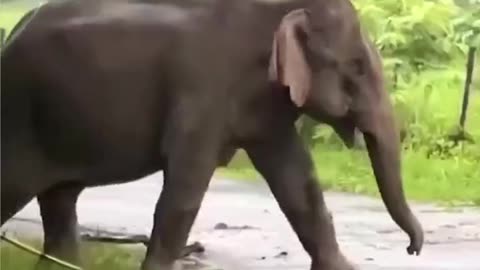 Most Amazing Elephant Video Ever!