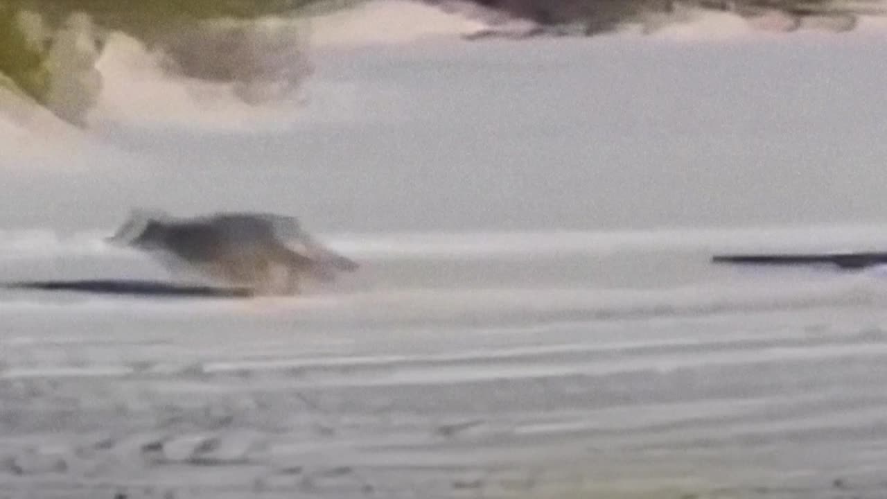 Avistan a un lobo común huyendo de uno polar