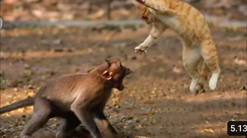 Monkey Vs Cat Fight.#short video