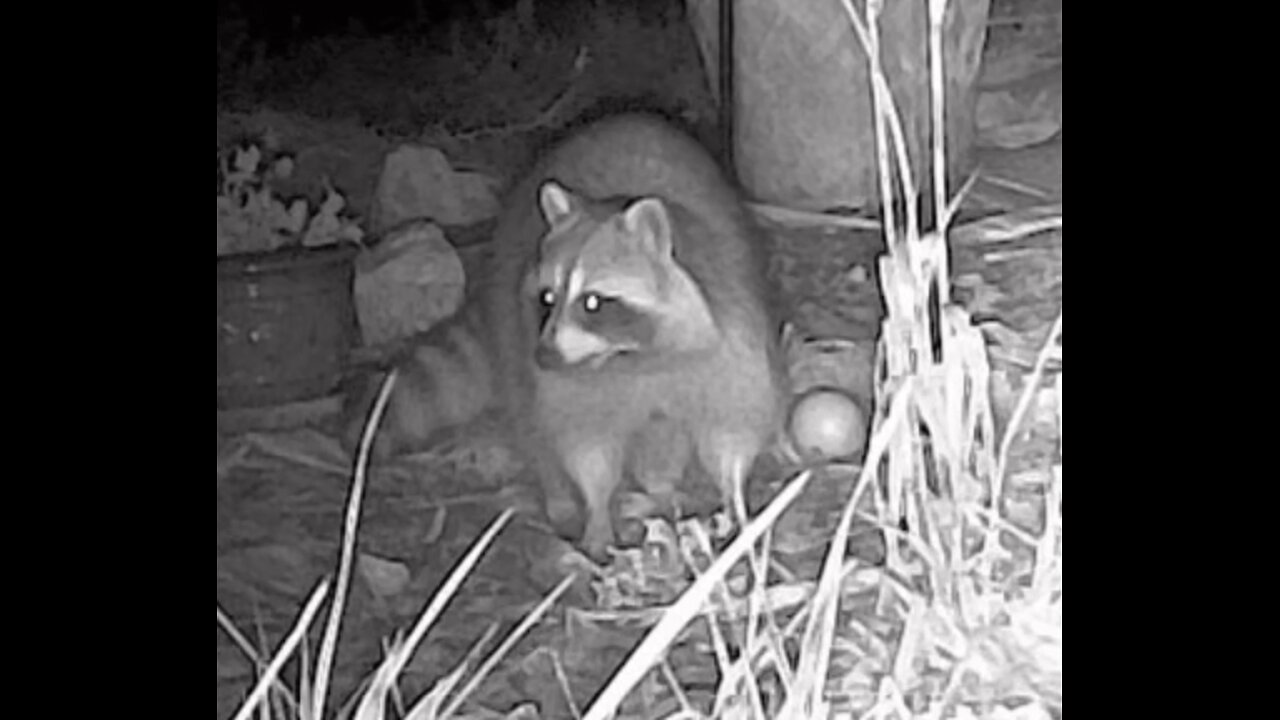 Raccoons Eating Apples