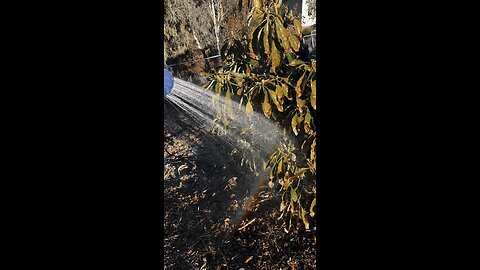 ☀️ 🌈 Watering little rainbows this morning in sunny #SoCal