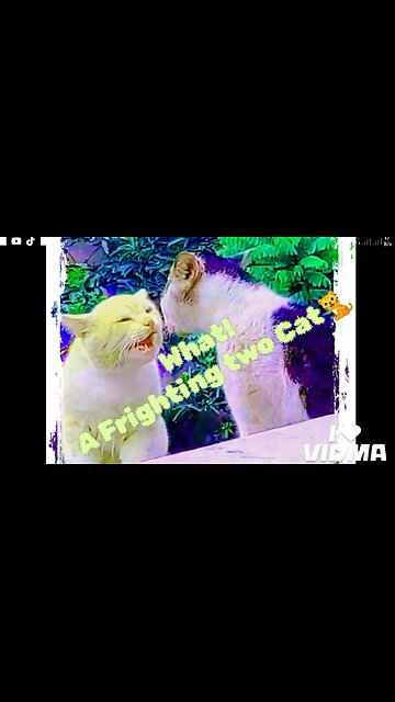 What! A Fightings two Cat🐈🐈 Amazing 🙄👈
