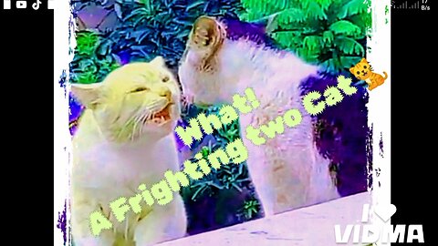 What! A Fightings two Cat🐈🐈 Amazing 🙄👈