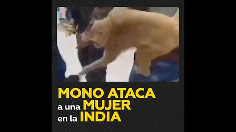 Mono causa caos en un centro comercial de la India