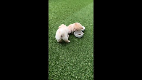 स्वीट पप्पी