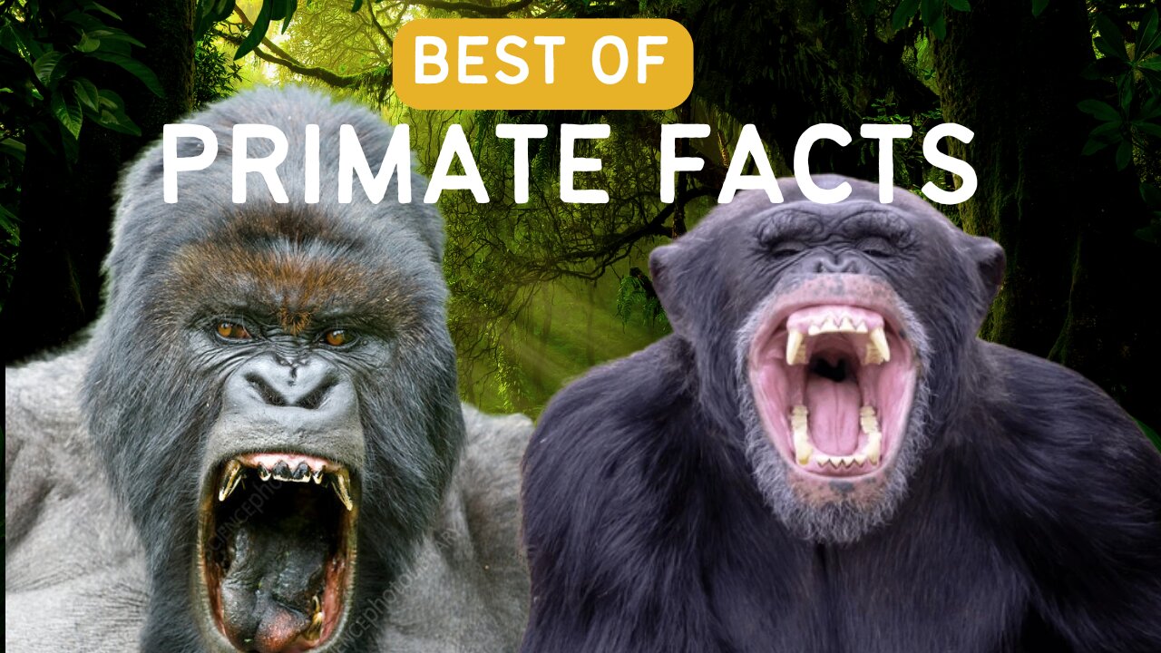 Top Primate Facts That Will Blow Your Mind!