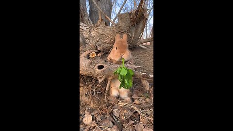 cute rabbit eating green leaves