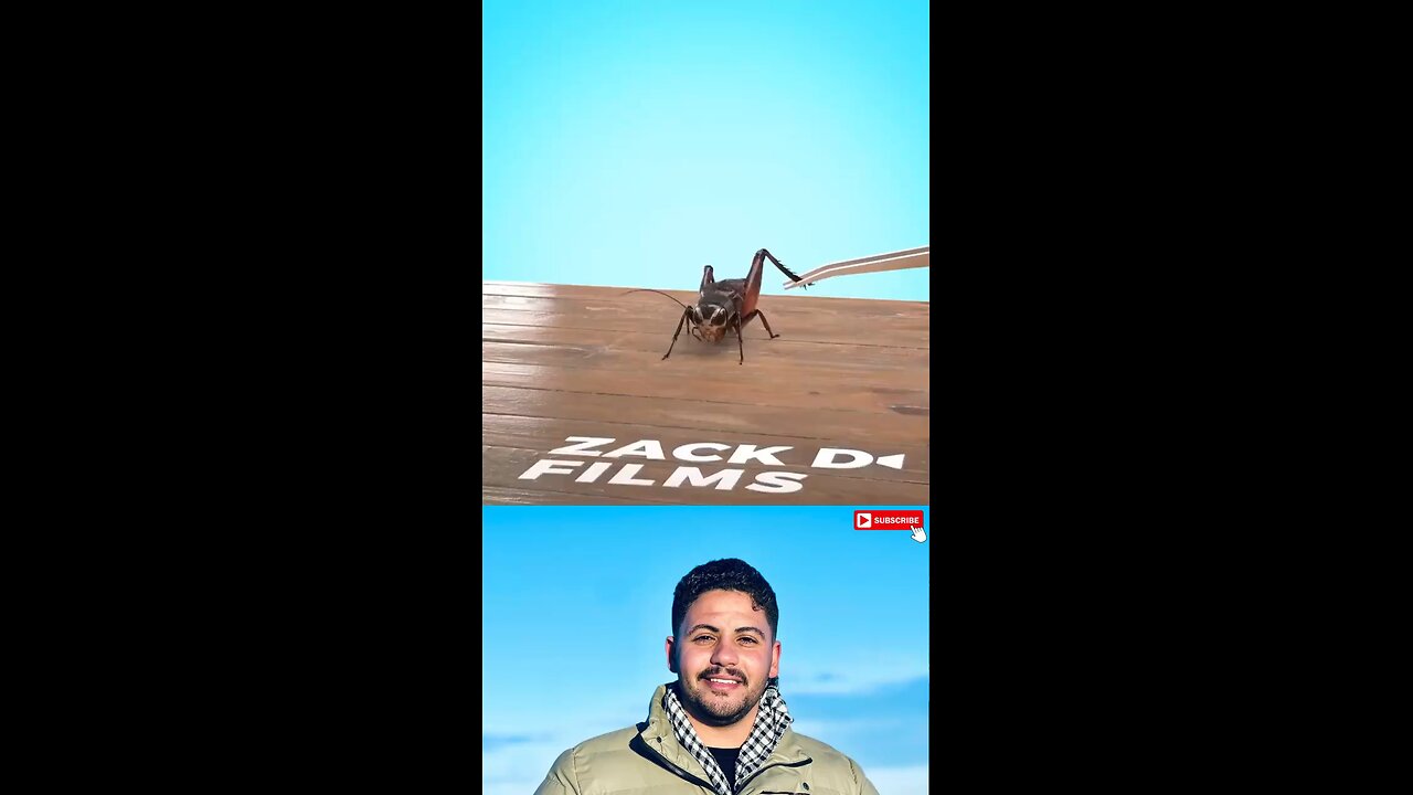 هيحصل ايه لو الصرصور فقط رجل