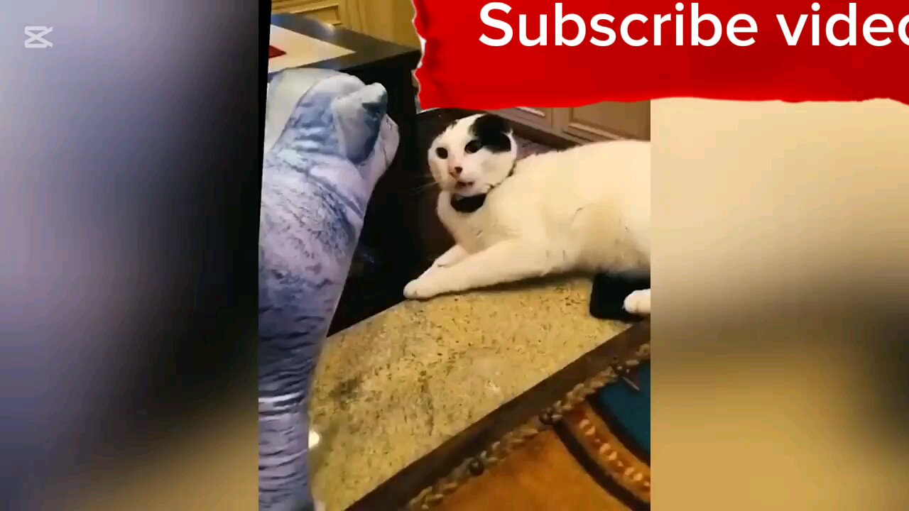 Funny Cat and Dog Video