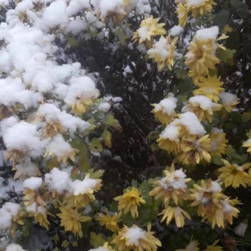 December snow and chrysanthemums