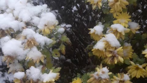 December snow and chrysanthemums