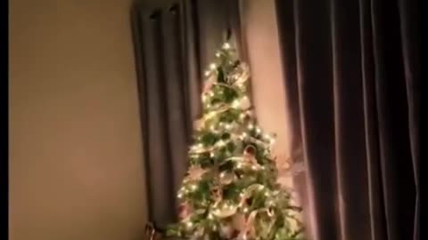 Cats Ruining Christmas
