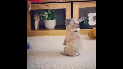 Dog very very cyut video