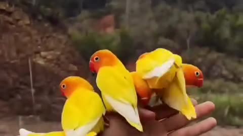 Parrots Love 😍🦜🌎