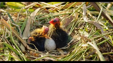 Most Incredible Bird Nests in the Animal Kingdom!